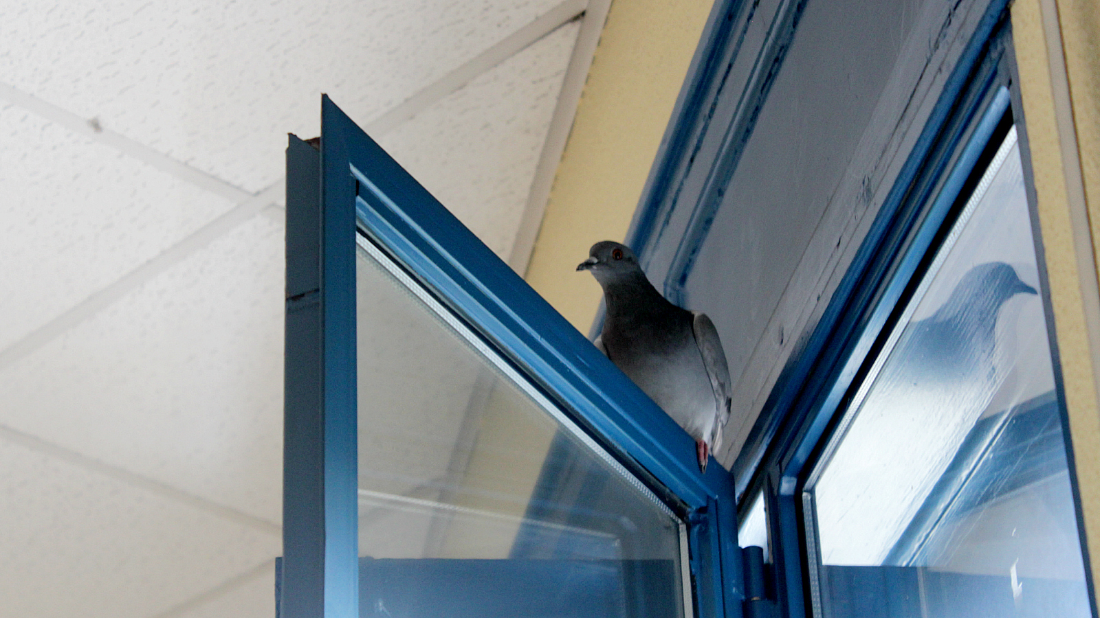 <p>En el tercer piso no faltan los nidos de palomas, a quienes se puede escuchar en los agujeros del techo.</p>