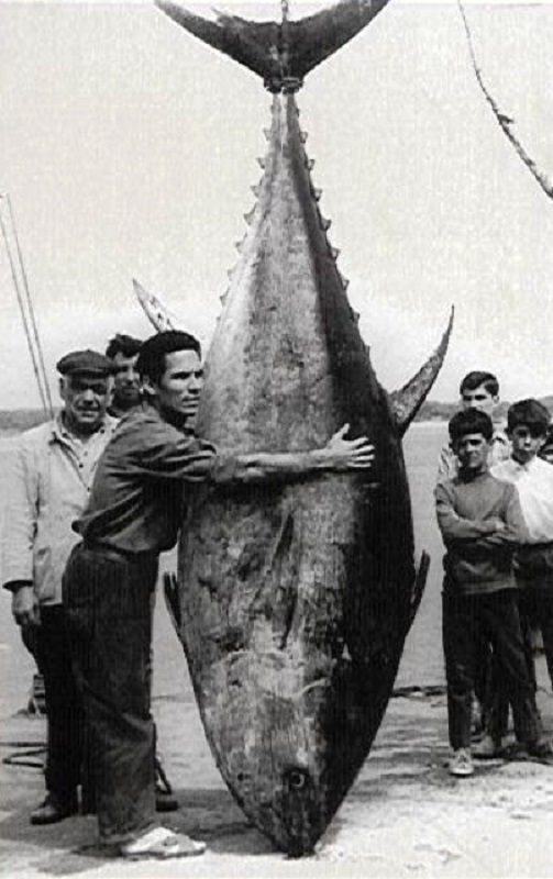 <p>Un grupo de pescadores muestra un atún de 500 kilos capturado en Tabarca en 1952.</p>