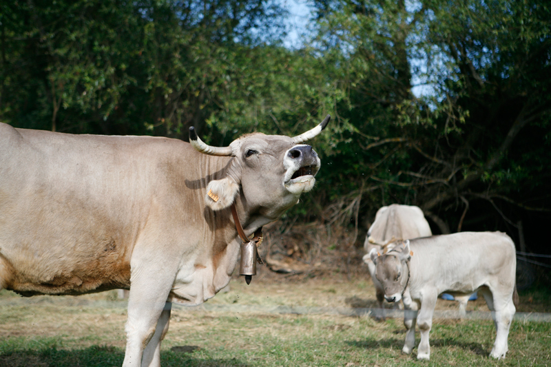 <p>Vacas en las instalaciones de la Fundación Cerezales Antonino y Cinia.</p>